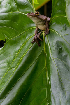 Rusty Tree Frog (Hypsiboas boans)