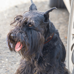 Portrait of a black dog breed Zwergschnauzer or miniature Schnauzer
