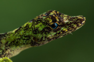 Equatorial Anole (Anolis ecuatoriano)