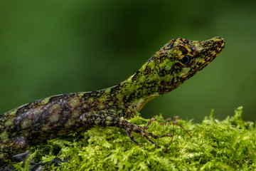 Equatorial Anole (Anolis ecuatoriano)