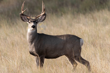 Deer headshot