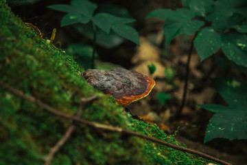 mushroom, lichen and green moss grow on a trunk of a fallen tree close-up. forest in summer