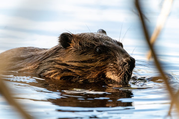 Beaver eating in Canadian lake 