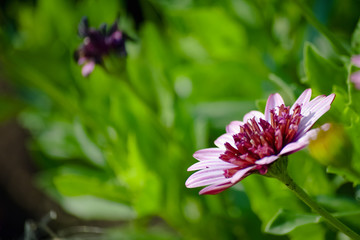 Beautiful natural flower in the garden