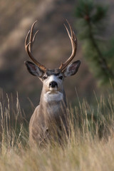 Deer headshot