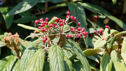 (Viburnum rhytidophyllum) Runzelblättriger Schneeball