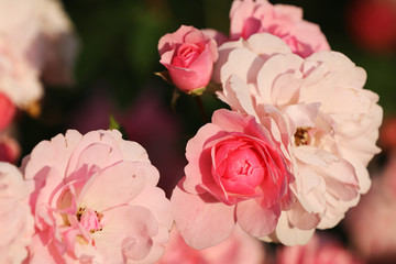 roses