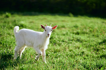 Obraz na płótnie Canvas white goat on a meadow