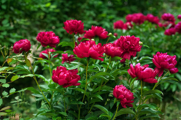 Obraz na płótnie Canvas Red peonies in the garden. Blooming red peony. Closeup of beautiful red Peonie flower.