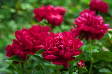 Red peonies in the garden. Blooming red peony. Closeup of beautiful red Peonie flower.