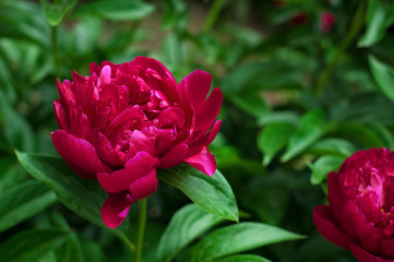 Red peonies in the garden. Blooming red peony. Closeup of beautiful red Peonie flower.