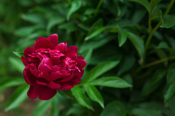 Red peonies in the garden. Blooming red peony. Closeup of beautiful red Peonie flower.