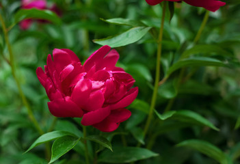 Red peonies in the garden. Blooming red peony. Closeup of beautiful red Peonie flower.
