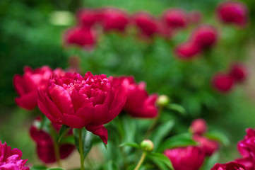 Red peonies in the garden. Blooming red peony. Closeup of beautiful red Peonie flower.