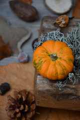 Top view of an image of an autumn composition: an orange coloured ornamental pumpkin and moss on a piece of wood, dry leaves and a bloom, strobiles, chestnut and etc. nearby on a gray wooden surface