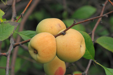 Californian henomeles fruits on a tree with green leaves