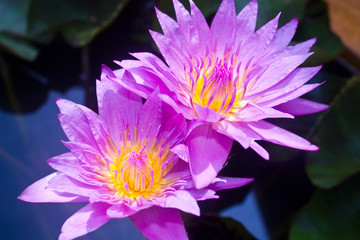 Flower Lotus pond