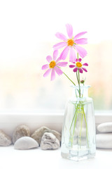 Beautiful pink Cosmea Flowers. Still life with bouquet of summer cosmos flowers in vase. relax flowering composition. copy space. soft selective focus