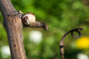 Vigneto primavera franciacorta