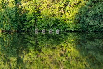landscape with trees and pond