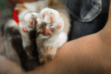 tricolor cat's paws closeup on blurred background. pads and claws macro