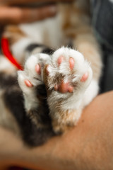 tricolor cat's paws closeup on blurred background. pads and claws macro