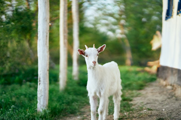 Obraz premium goat on the meadow