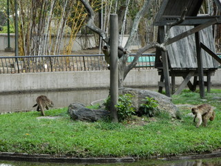 Foto paisaje parque ciudad y animales