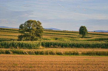 Beautiful summer afternoon landscape. Green trees in golden arable fields in the countryside.