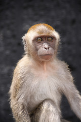 Close-up portrait of a monkey. Monkey sitting and looking at the camera on the street of Thailand