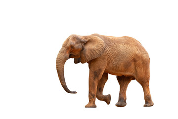 African elephant isolated on white background with clipping path.