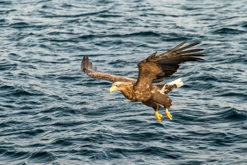 White-tailed eagle in flight hunting fish from sea,Hokkaido, Japan, Haliaeetus albicilla, majestic sea eagle with big claws aiming to catch fish from water surface, wildlife scene,birding  in Asia