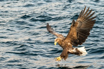 White-tailed eagle in flight hunting fish from sea,Hokkaido, Japan, Haliaeetus albicilla, majestic sea eagle with big claws aiming to catch fish from water surface, wildlife scene,birding  in Asia