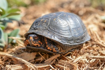 Close Up of an Orange Box Turtle Pet