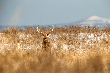 Sika deer (Cervus nippon yesoensis) on snowy landscape, mountains covered by snow in background, animal with antlers in the nature habitat, winter scene from Hokkaido, Japan. exotic adventure in Asia