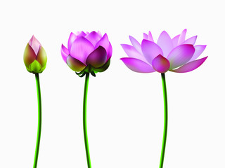A set of lotus blossoms, stages of bud opening, a beautiful flower, an aquatic plant. 3D design. Vector illustration. EPS10
