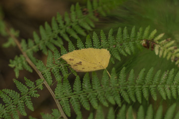 Lonely autumn leaf "resting" on the branches of fern