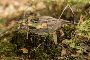 Lonely forest stump that is overgrown with moss