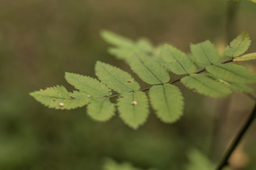 Green leaves photographed close up
