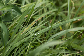 Morning drops of dew on the grass