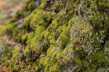 Beautiful green cover made of delicate forest moss