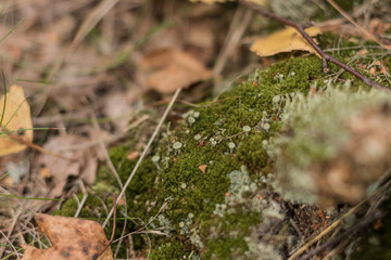 Beautiful green cover made of delicate forest moss