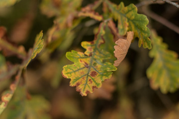 Colored autumn leaves in the light of the autumn sun