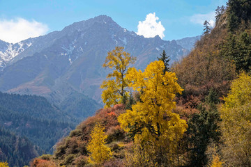 DRONE: Picturesque view of the autumn colored forest leading up to a mountain.