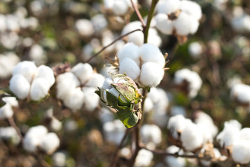 Cotton fields ready for harvesting