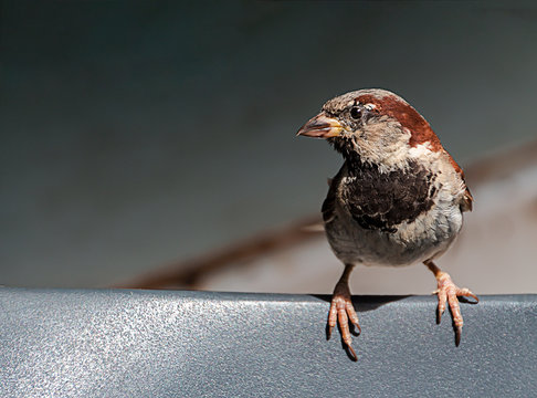 El gorri&oacute;n com&uacute;n ( Passer domesticus)