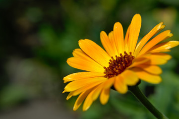Close-up of a yellow english marigold (Calendula officinalis) garden flower on green background