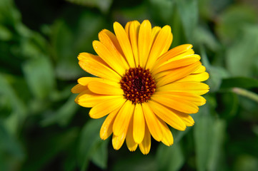 Close-up of a yellow english marigold (Calendula officinalis) garden flower on green background