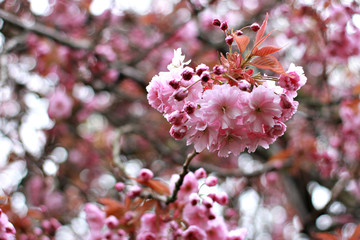 Blossom