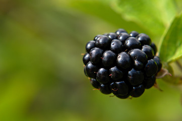 Macro of a fresh blackberries on the vine, fruits in organic garden, sunny summer day, green background